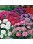 Callistephus Pompon Dark Red Aster Çiçeği Tohumu(50 Tohum) 3