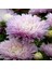 Pompon Rose Aster Çiçeği Tohumu(50 Tohum) 1