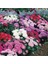 Pompon Rose Aster Çiçeği Tohumu(50 Tohum) 2
