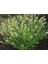 Bahçe Teresi(Garden Cress) TOHUMU(100 Tohum) 1