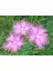 Püsküllü Pembe Dianthus Çiçeği Tohumu(50 Adet) 1