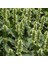 Devmeksida Beyazı Hyssop Çiçeği Tohumu(50 Tohum) 1