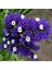 Limonium Sinuatum Deep Blue Deniz Lavantası Tohumu(30 Tohum) 1