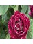 Kokulu Clove Rose Karanfil Yediveren Sarmaşık Gül Tohumu (5 Adet) 1