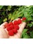 Bodur Saksılık Çilek Ahududu Tohumu (10 Tohum) 1