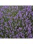 Lavandula Angustifolia Lavantaçiçeği Tohumu(10 Gram) 1