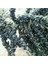 Nadir Siyah Goji Berry Tohumu (1000 Adet) 1