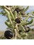 Nadir Siyah Goji Berry Tohumu (1000 Adet) 3
