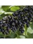Nadir Siyah Goji Berry Tohumu (1000 Adet) 4