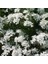 Rocket Candytuft Iberis Çiçeği TOHUMU(100 Tohum) 1