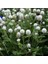 Gomphrena Globosa Beyaz Medine Çiçeği Tohumu(50 Tohum) 1