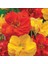 Soğuklara Dayanıklı Katmerli Mixed Geum Çiçeği Tohumu(20 Tohum) 2