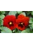 Kırmızı Dev Hercai Menekşe Çiçeği (50 Tohum) 1