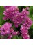 Limonium Sinuatum Deep Rosedeniz Lavantası Tohumu(30 Tohum) 1