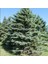 Picea Glauca Beyaz Ladin Tohumu (10 Tohum) 1