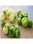 Tomatillo Tohumu (10 Tohum) 1