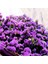 Limonium Sinuatum Lilac Lavender Deniz Lavantası Tohumu(30 Tohum)(40 Tohum) 1