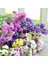 Limonium Sinuatum Lilac Lavender Deniz Lavantası Tohumu(30 Tohum)(40 Tohum) 2