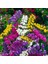 Limonium Sinuatum Lilac Lavender Deniz Lavantası Tohumu(30 Tohum)(40 Tohum) 3
