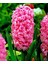 Pearl Pembe Renkli Sümbül Soğanı (3 Adet) 1