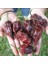 Chocolate Bhut Jolokia Çok Acı Biber Tohumu (2 Tohum) 1