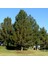 Pinus Elderica Iran Çamı Tohumu (10 Tohum) 1