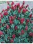 Red Love Trifolium Çiçeği Tohumu(50 Tohum) 1