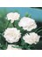 Chabaud White Karanfil Çiçeği Tohumu(70 Adet) 1