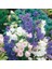 Calycanthema ‘cup & Saucer’campanula Karışık Çan Çiçeği Tohumu (100 Tohum) 1