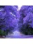 Jacaranda(Jakaranda) Ağacı Tohumu(5 Tohum) 1