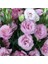 Katmerli Papillon Pink Blush Lisianthus Çiçeği Tohumu(10 Tohum) 1