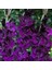 Gladiolus Purple Swan Mor Renkli Glayör Çiçeği Soğanı (2 Adet) 1