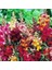 Karışık Iri Aslan Ağzı Çiçeği Tohumu (90 Tohum) 1