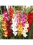 Gladiolus Mixed Swan Karışık Renkli Glayör Çiçeği Soğanı (4 Adet) 1