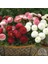 Mix Katmerli Bellis Perennis Ponpon Ingiliz Çayır Papatyası Çiçeği TOHUMU(100 Tohum) 1