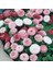 Mix Katmerli Bellis Perennis Ponpon Ingiliz Çayır Papatyası Çiçeği TOHUMU(100 Tohum) 2