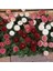 Mix Katmerli Bellis Perennis Ponpon Ingiliz Çayır Papatyası Çiçeği TOHUMU(100 Tohum) 3