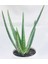 Toru Bahçe Aloevera Bitkisi 5-15 cm Doğal Krem Şifalı Bitki Sarısabır 2