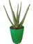 Toru Bahçe Aloevera Bitkisi 20-30 cm Doğal Krem Şifalı Bitki Sarısabır 1