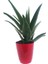 Toru Bahçe Aloevera Bitkisi Dikenli 15-25 cm Salon ve Balkon Çiçeği 1