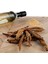 Ginseng Kökü 6 Yıllık 150 gr 4