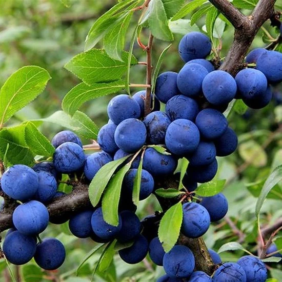 Tohum Bul Tüplü Çakal Erik(Güvem Erik) Fidanı