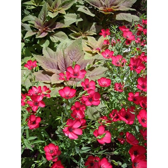 Tohum Bul Kırmızı Renkli Linum Çiçeği TOHUMU(100 Adet)