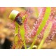 Etobur Bitkim Canlı Saksıda Dikili Drosera Capensis Güneş Gülü Sinek Kapan Bitkisi Ikili Set