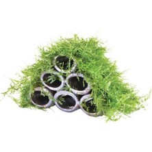 Canlı Petshop Y-Moss "tüpe Tutturulmuş Karides Yuvası ve Üretim Tüpü 6 Lı" 1 Ad 10 cm