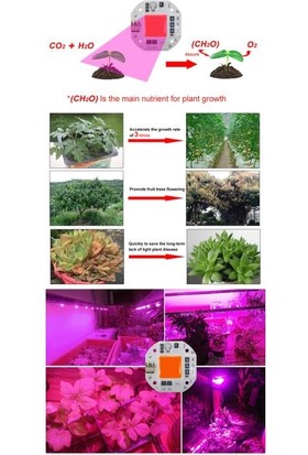 Xinda 50 Watt Bitki Büyüme Lambası LED Cob Çip Full Spektrum Sera