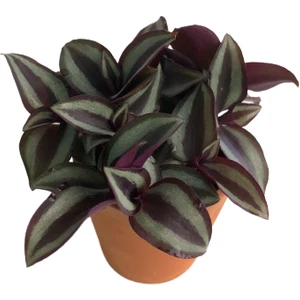 My Succulent - Alacalı Yeşil Yapraklı Telgraf Çiçeği 5,5 Cm'lik Saksı