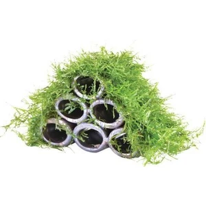 Canlı Petshop Y-Moss "tüpe Tutturulmuş Karides Yuvası ve Üretim Tüpü 6 Lı" 1 Ad 10 cm