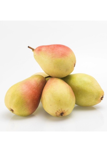Armut Santa Marıa 1 kg