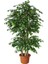 Benjamin Bitkisi (Ficus Benjamina) 1